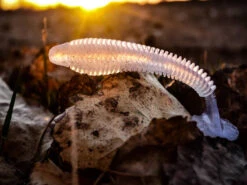 Nikko Winnow 9,5cm (5-pack) 7 Nikko Winnow 9,5cm (5-pack) -Daiwa Soldes NIKKO441r 3